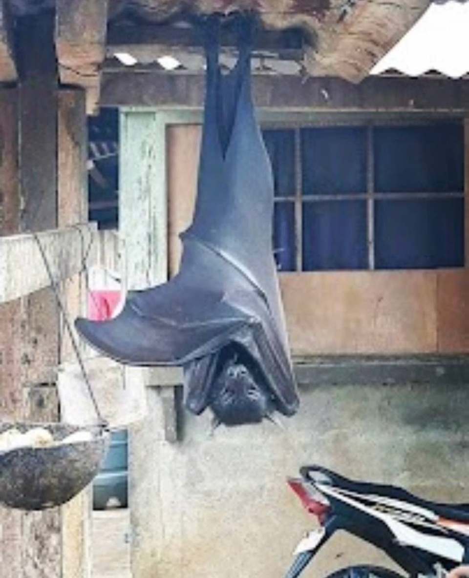 «Хотят или съесть, или убить»