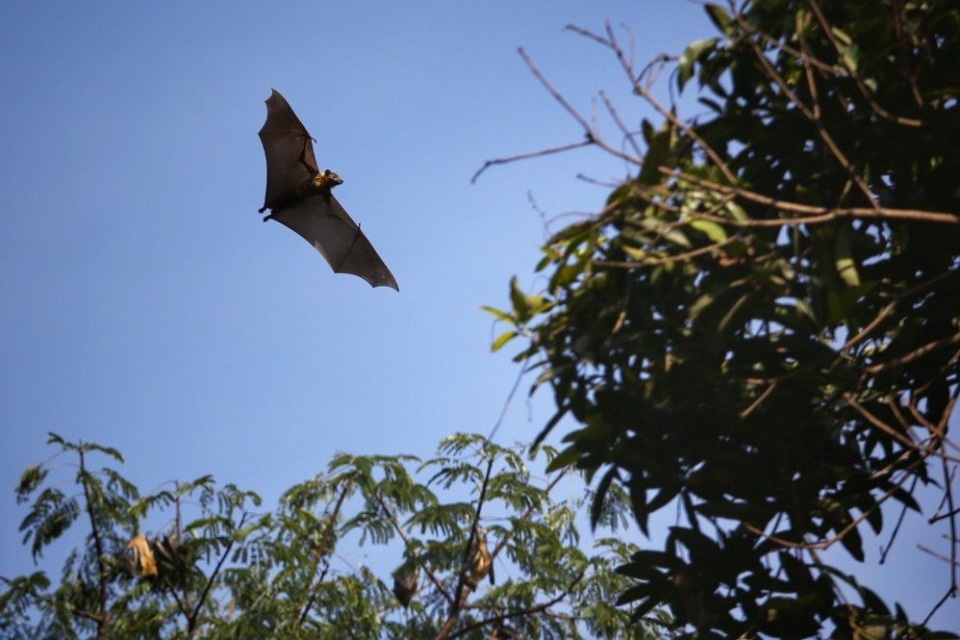 «Хотят или съесть, или убить»