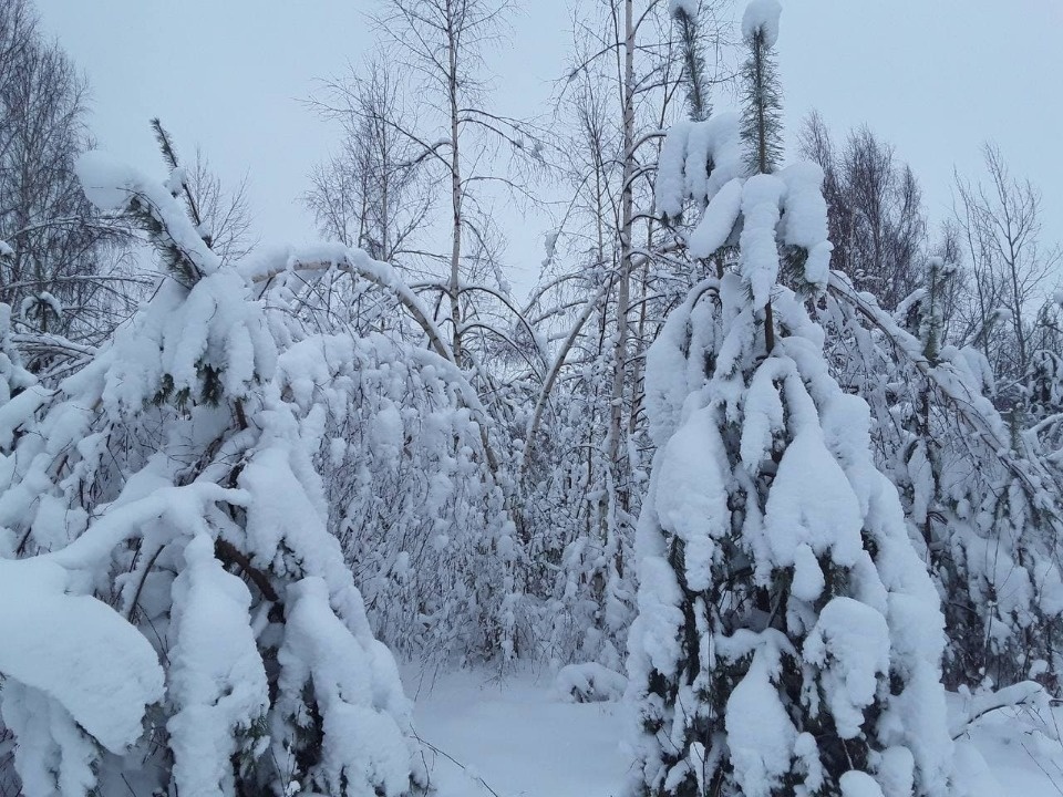 Более 100 аварийных бригад энергетиков готовы к непогоде в Псковской области