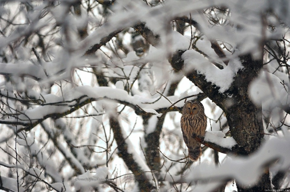 Удача для фотографа: Пскович запечатлел длиннохвостую неясыть Удача для фотографа: Пскович запечатлел длиннохвостую неясыть