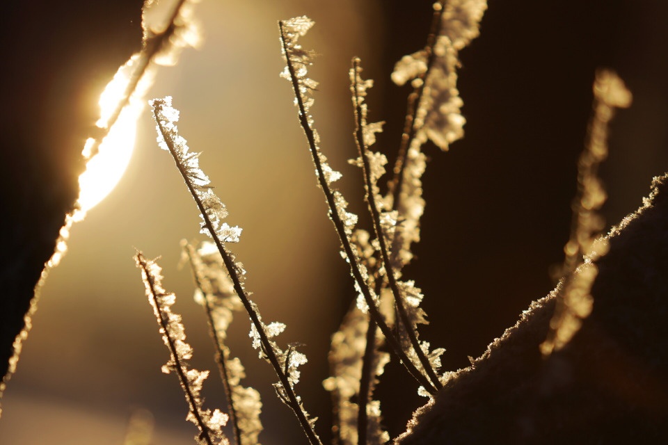До -11 градусов опустится температура ночью 1 февраля в Псковской области