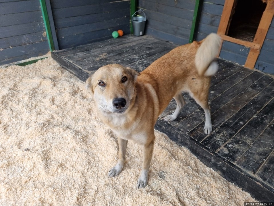 Зооприют «Лесопилка» в Пскове нуждается в опилках