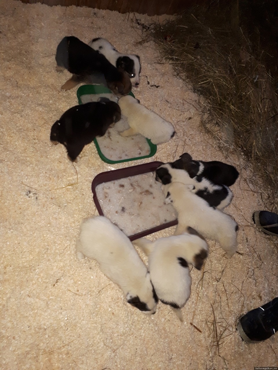 Зооприют «Лесопилка» в Пскове нуждается в опилках