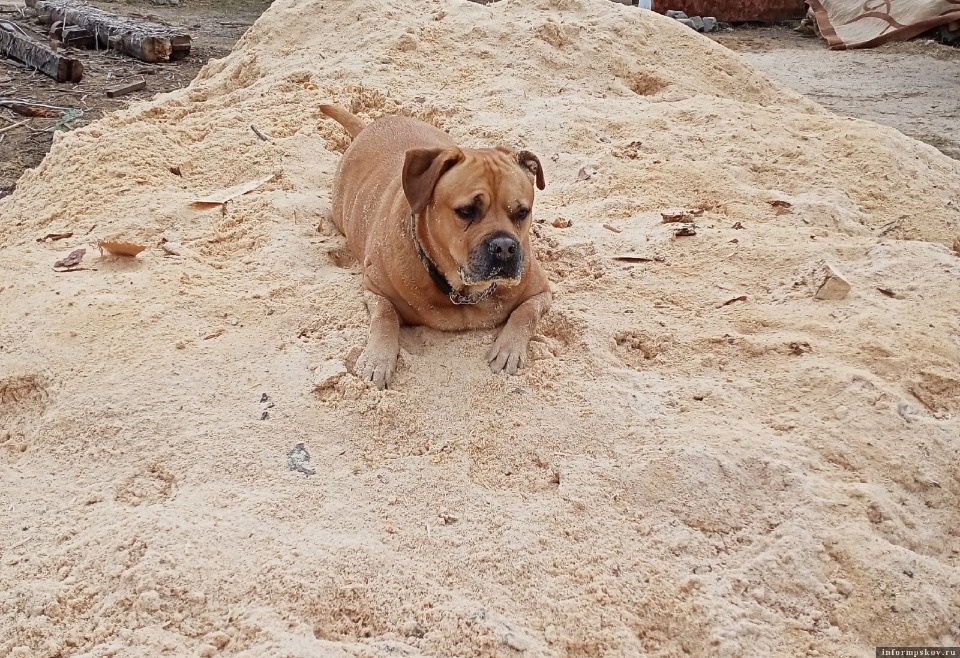 Зооприют «Лесопилка» в Пскове нуждается в опилках
