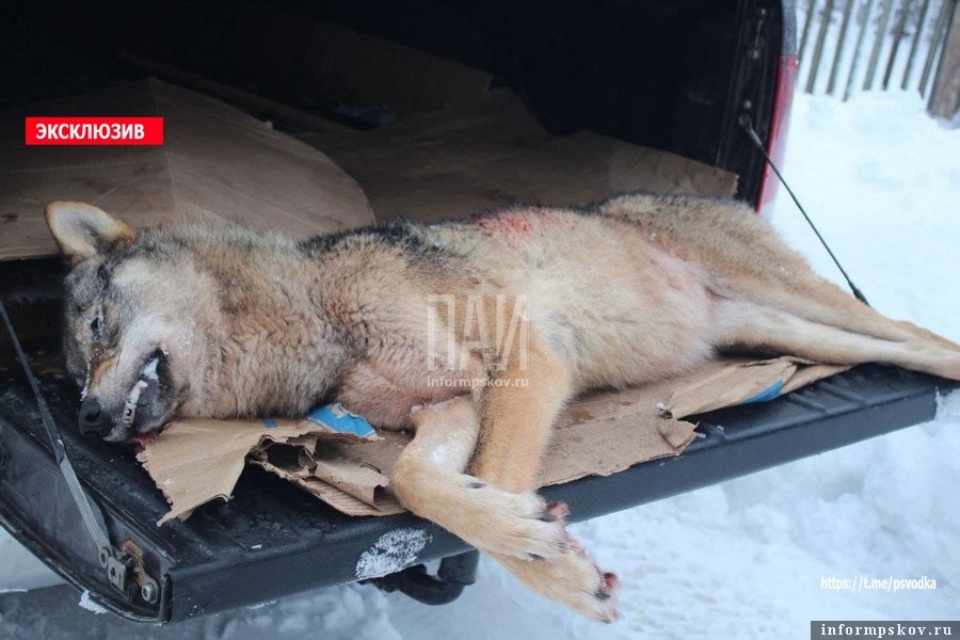 Нападавшую на скот волчицу ликвидировали в Порховском районе