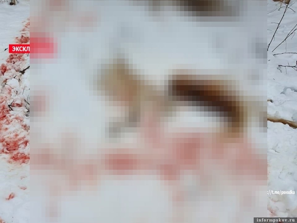 Полиция нашла мужчину, расстрелявшего трех собак в Гдовском районе в канун Рождества