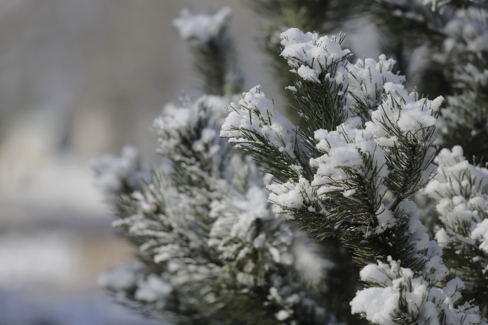 Дождь и мокрый снег ожидаются в Псковской области 16  февраля