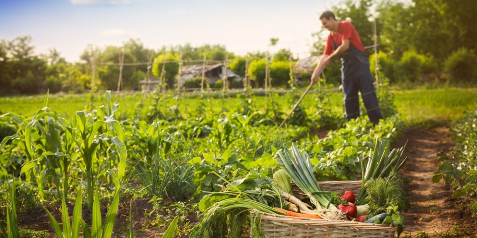 Самозанятые владельцы ЛПХ теперь могут получить субсидии. Кто? Как? За что? Разбираемся с Россельхозбанком