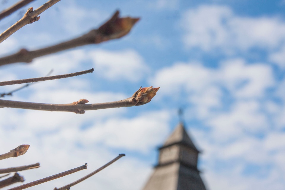 День без осадков ожидается в Псковской области 1 марта