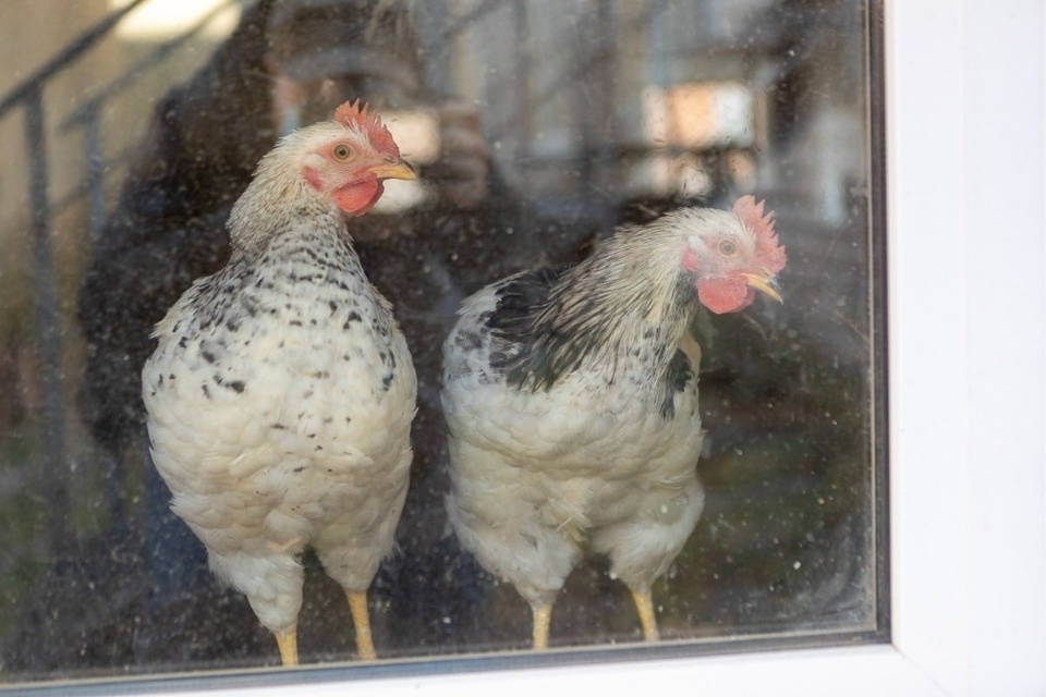 В Псковской области возобновится производство инкубационных яиц бройлеров