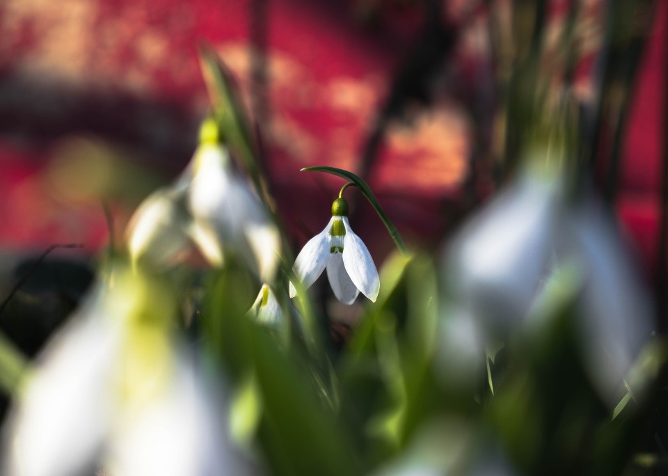 До +7 градусов прогреется воздух в Псковской области 17 марта 