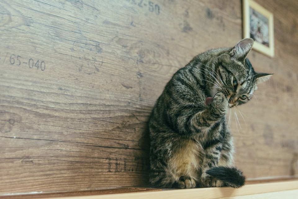 В псковских зоомагазинах подорожали корма для животных