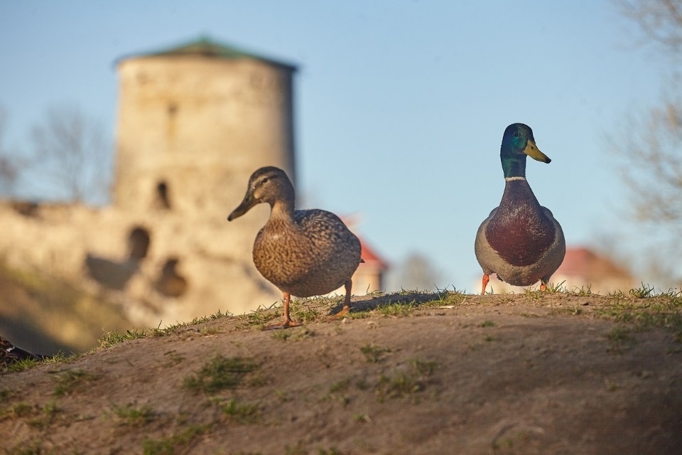 До +14 градусов прогреется воздух в Псковской области 22 марта