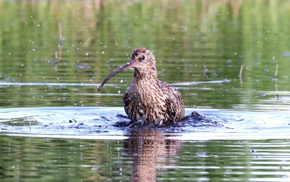 На птичьих правах
