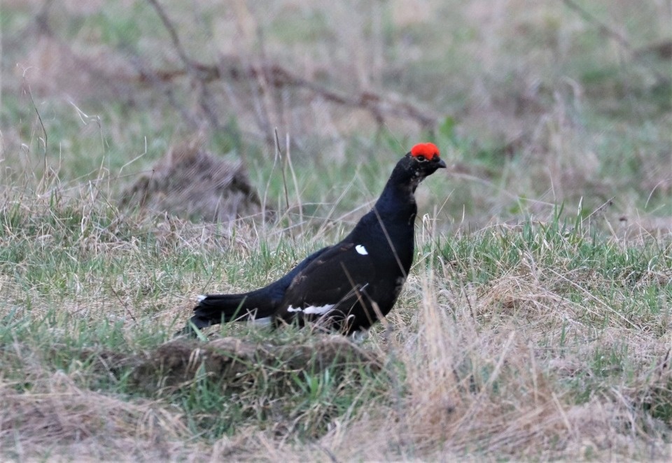 На птичьих правах