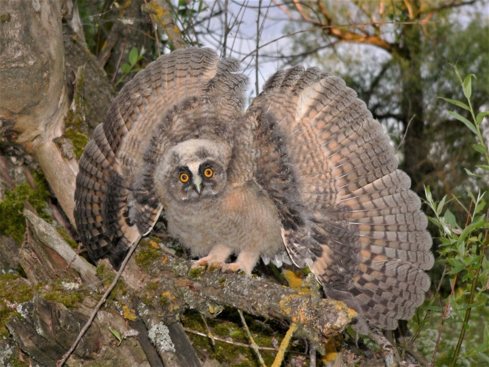 На птичьих правах