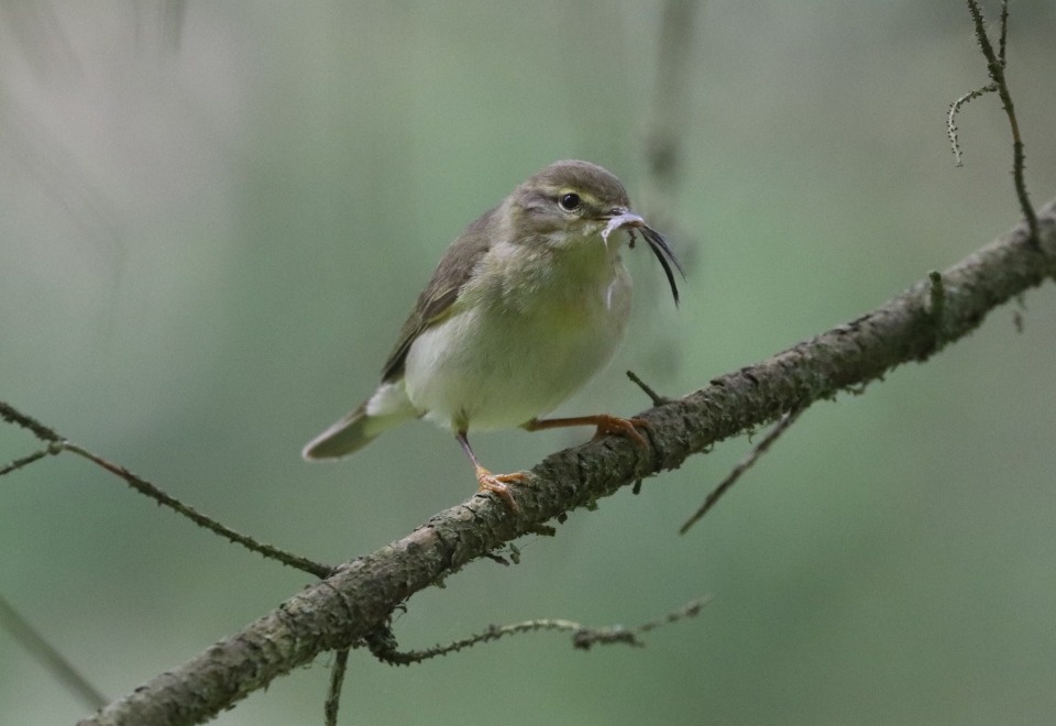 На птичьих правах