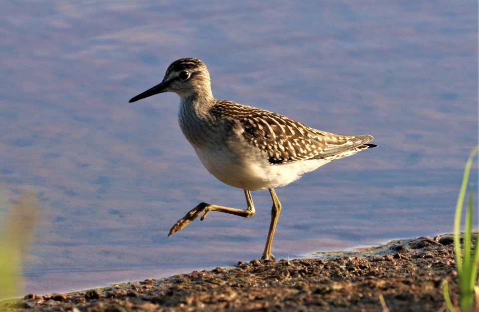 На птичьих правах