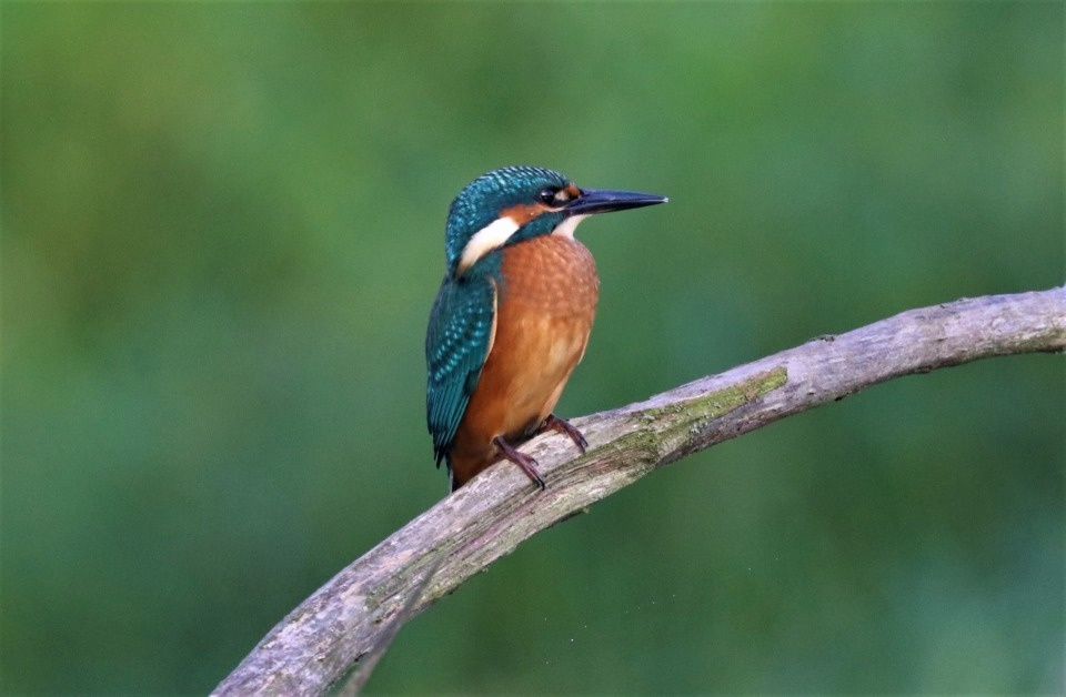 На птичьих правах