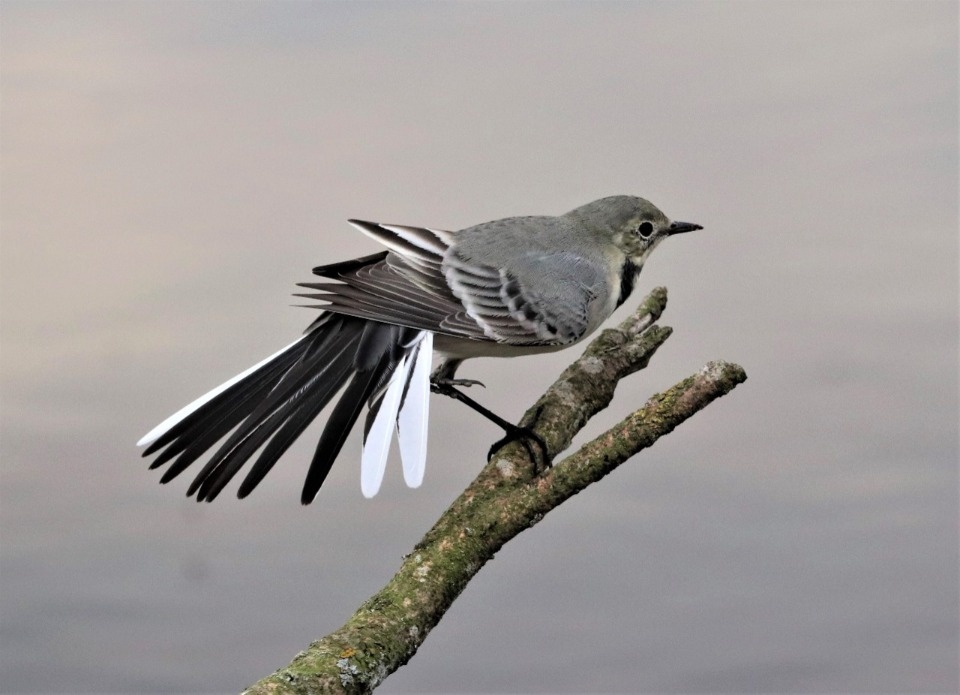 На птичьих правах