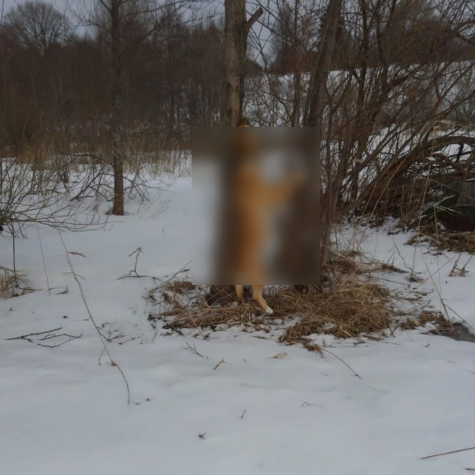 В Локнянском районе обнаружили повешенную на дереве собаку