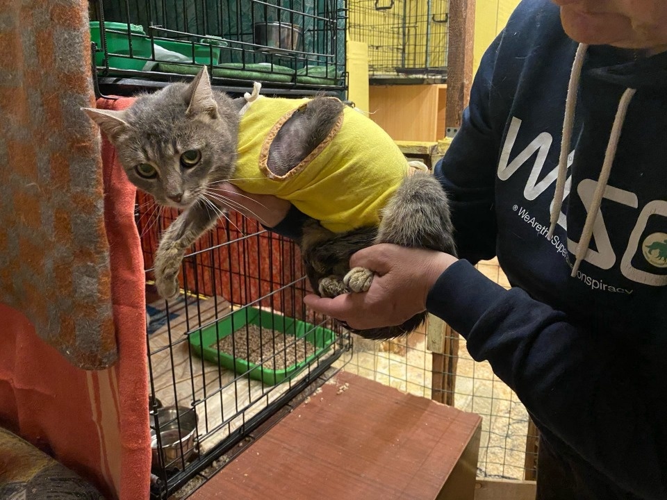 Псковские зоозащитники спасли кошку с оторванной лапой