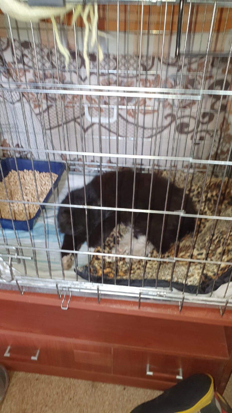 Псковские зоозащитники спасли кошку с оторванной лапой