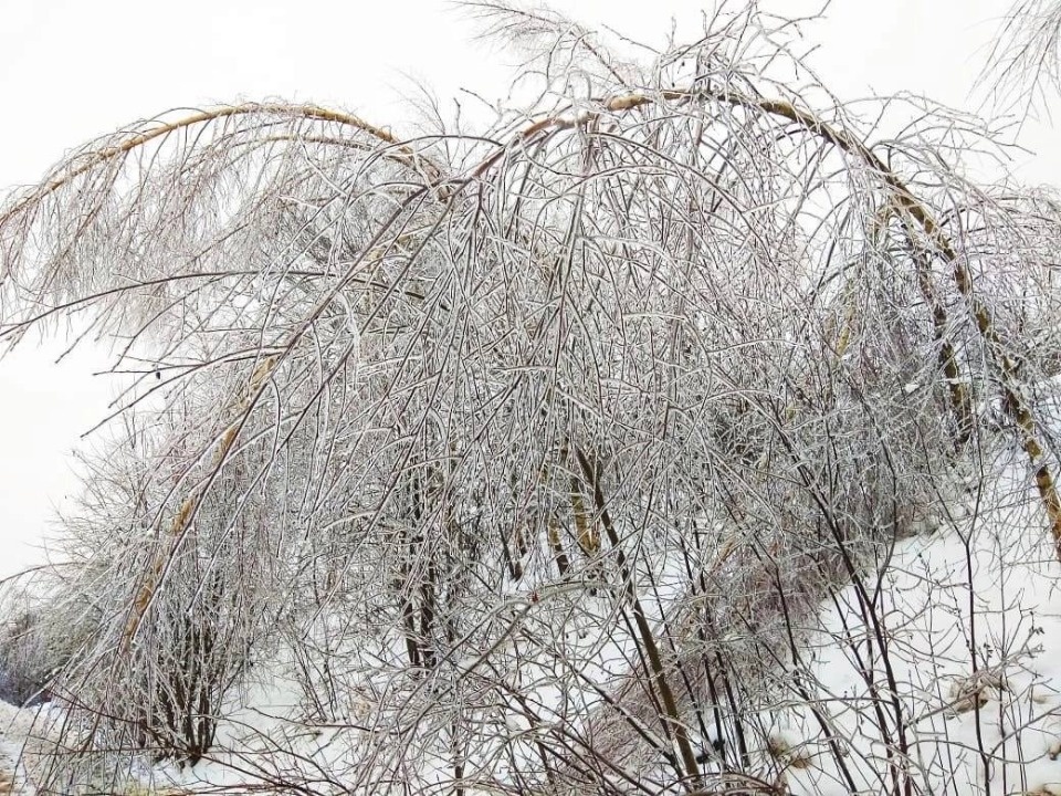 Шквалистый ветер и снег с дождем несет в Псковскую область циклон «Мирелла» Шквалистый ветер и снег с дождем несет в Псковскую область циклон «Мирелла»