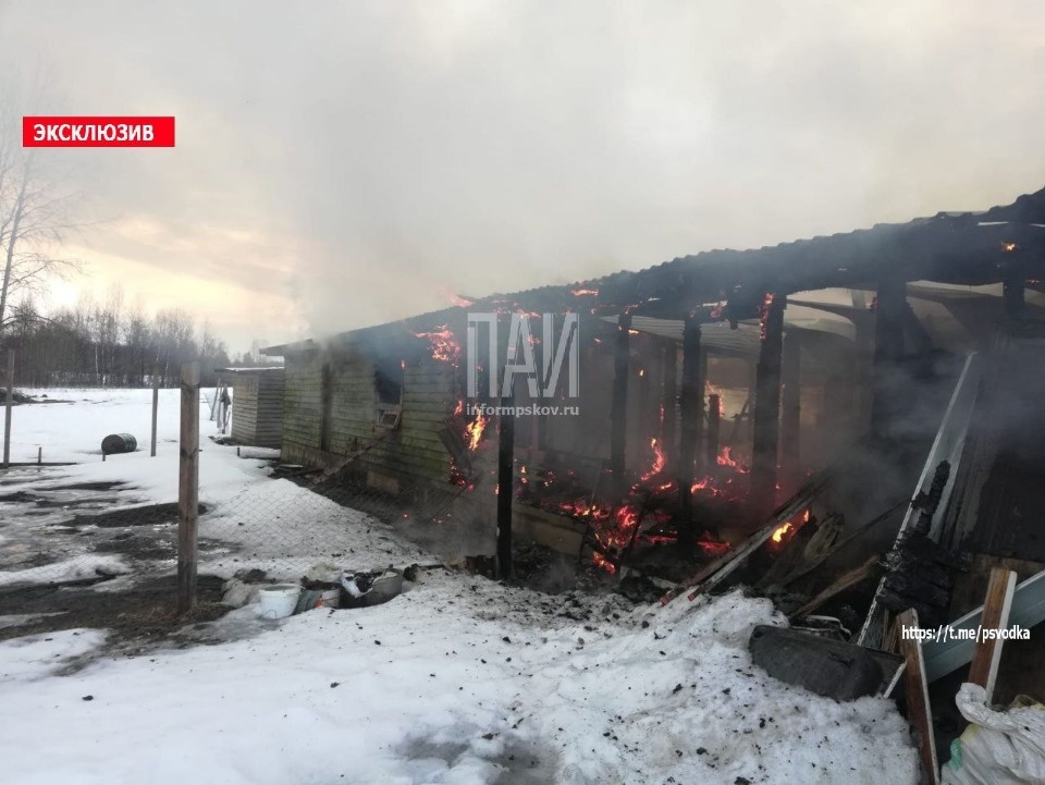 Порядка 390 пожаров зарегистрировали в Псковской области с начала года