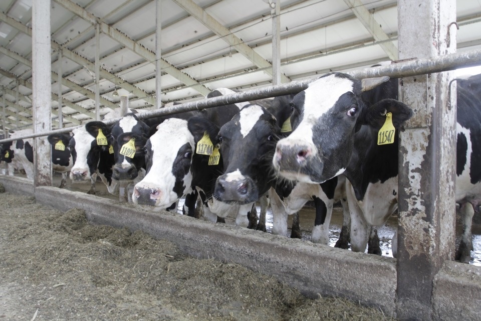 Компенсацию за приобретенный скот получат псковские фермеры