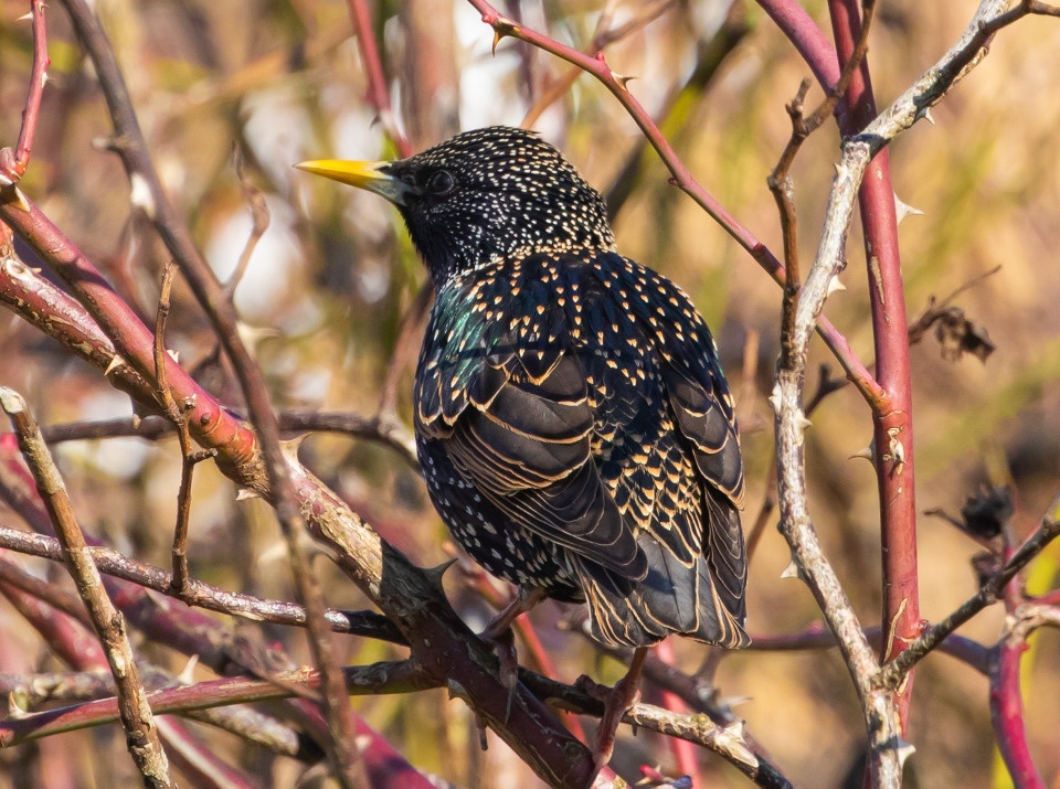 День без осадков ожидается в Псковской области 13 апреля