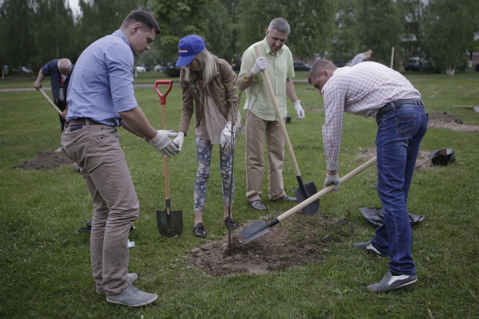 Осенью в Пскове высадят деревья на сэкономленные бюджетные средства