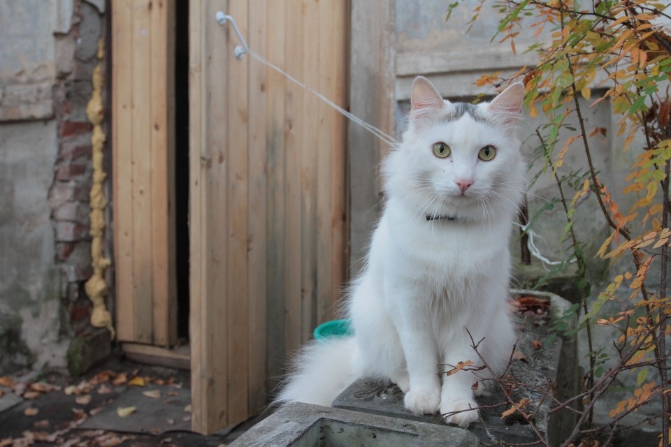 Чем опасны лисички