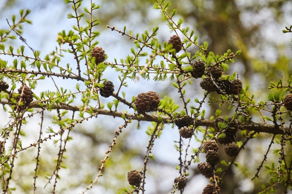 До +9 градусов прогнозируется в Псковской области 27 апреля До +9 градусов прогнозируется в Псковской области 27 апреля