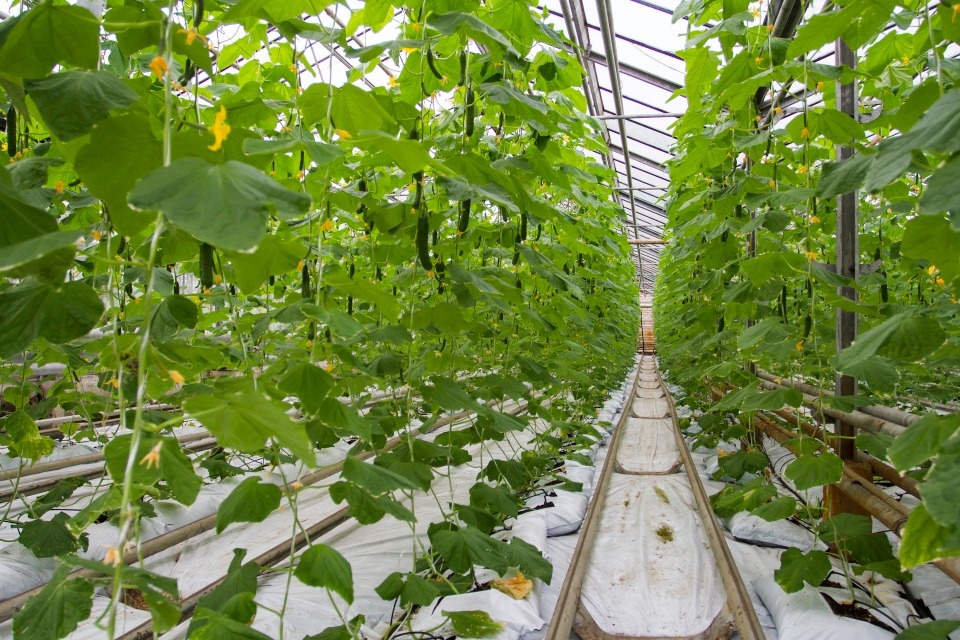 В тепличных комплексах Псковской области собрали свыше 800 тонн огурцов