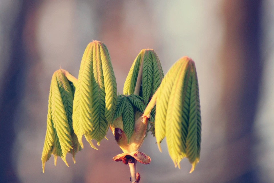 До +11 градусов прогреется воздух в Псковской области 28 апреля
