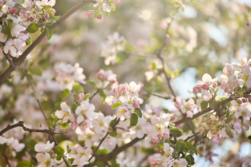 До +22 градусов прогреется воздух в Псковской области 11 мая