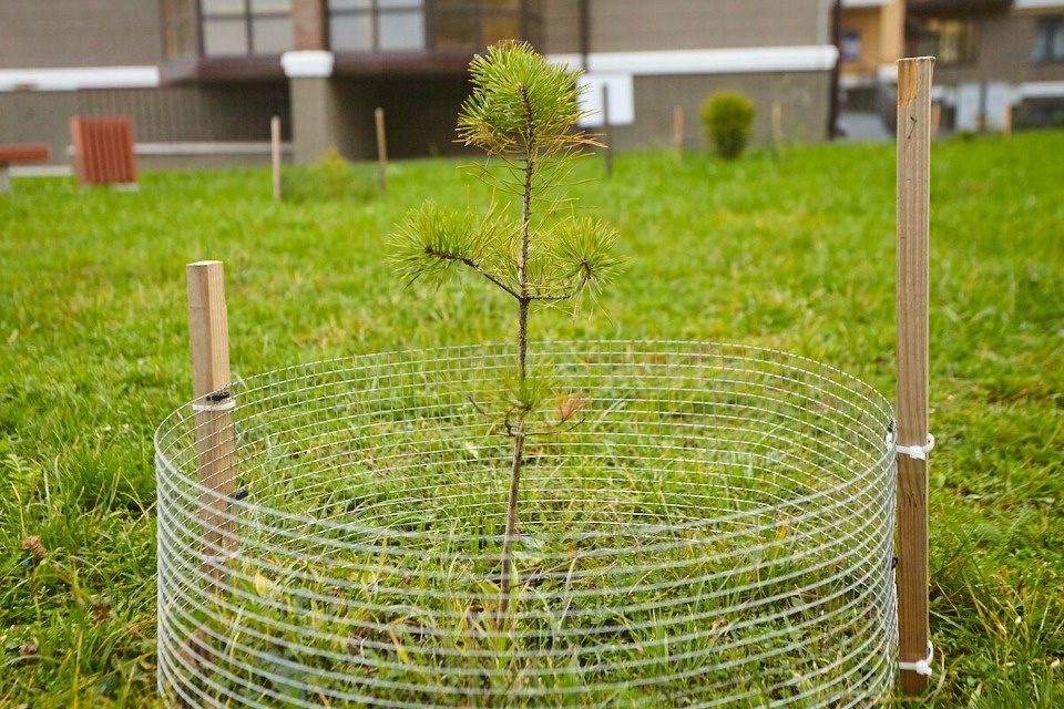55 деревьев высадят в Пскове до конца сентября 55 деревьев высадят в Пскове до конца сентября