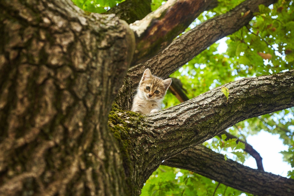 С 18 мая в Псковской области начнется потепление