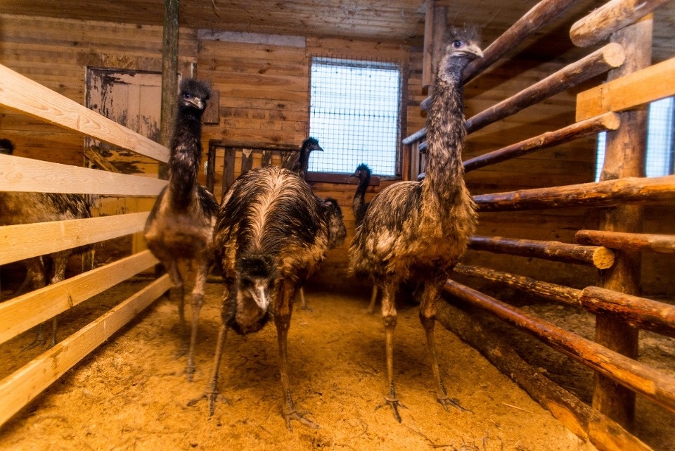 Пушкиногорский «Зооград» вновь не прошел проверку Россельхознадзора 