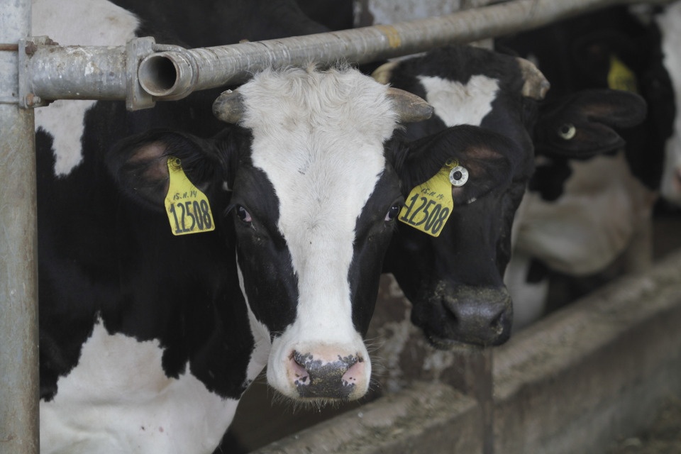 15 беженцев из Украины ознакомились с перспективой трудоустройства на великолукском сельхозпредприятии 