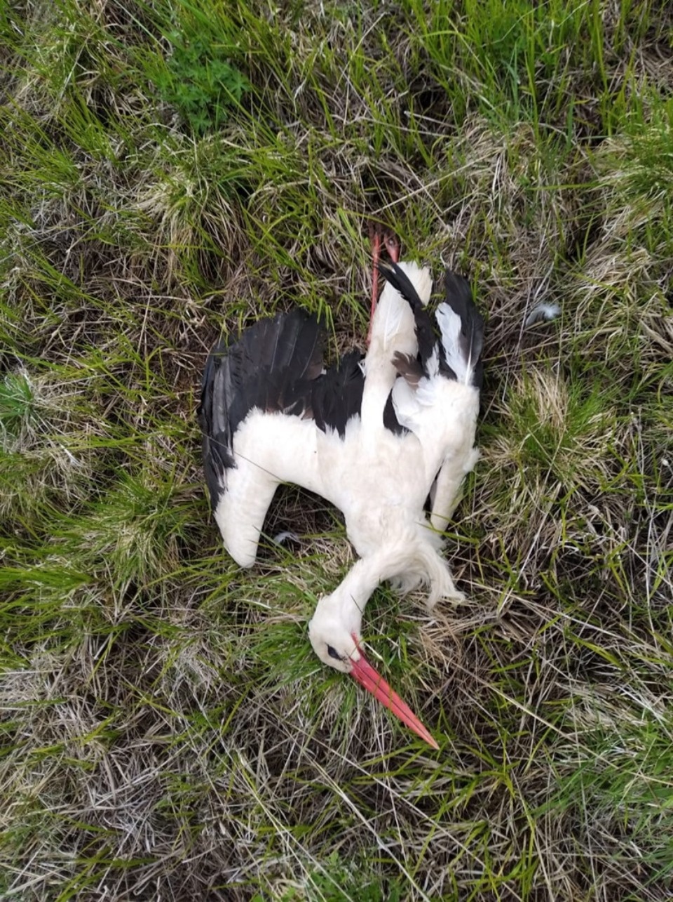 Компания ООО «Скангали» прокомментировала обвинения по факту смерти аиста в Дедовичском районе