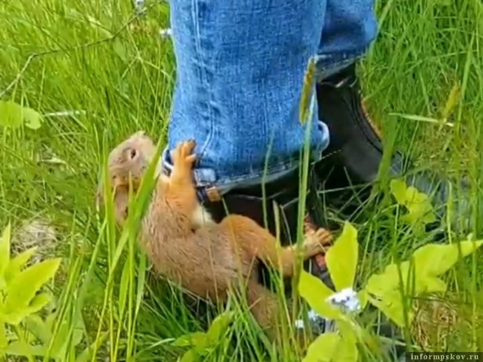 Спасенного в музее-усадьбе «Тригорское» бельчонка отправят в «Зооград» Спасенного в музее-усадьбе «Тригорское» бельчонка отправят в «Зооград»