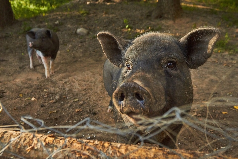 В Псковской области нет проблем с кормами для свиней