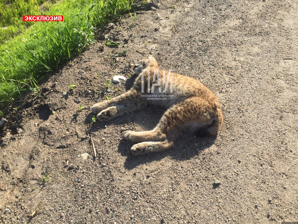 Рысь сбили в Себежском районе Рысь сбили в Себежском районе