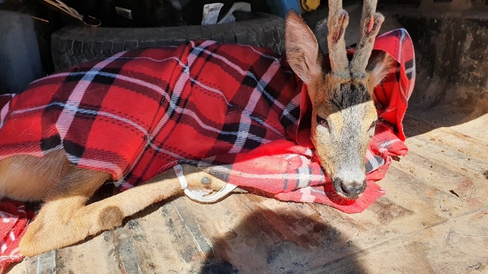 В Пскове косуля застряла в прутьях школьного забора