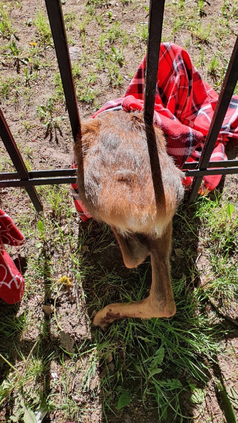 В Пскове косуля застряла в прутьях школьного забора