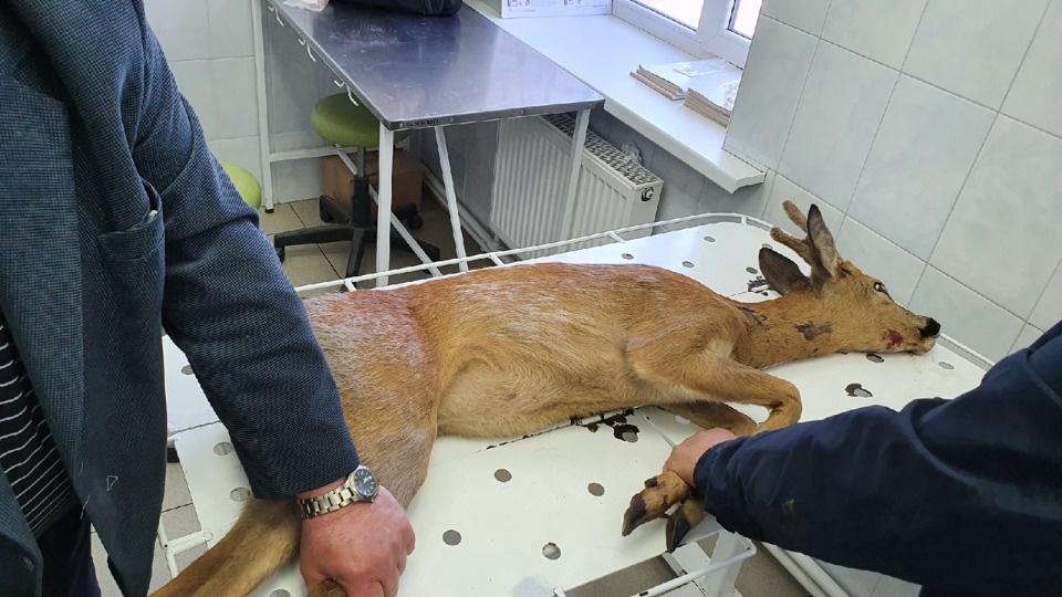 В Пскове косуля застряла в прутьях школьного забора