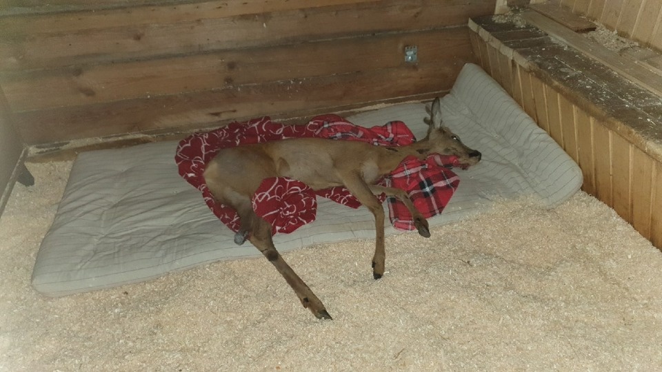 В Пскове косуля застряла в прутьях школьного забора
