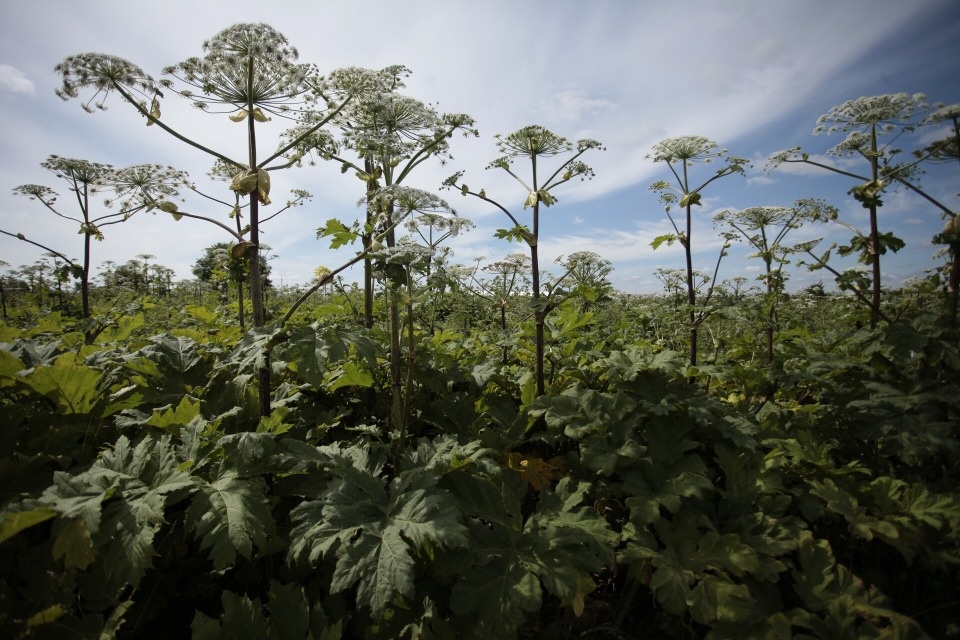 Финансирование работ по ликвидации борщевика в Пскове увеличат на 2 млн рублей